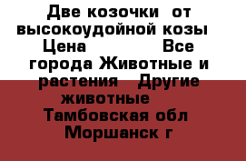 Две козочки  от высокоудойной козы › Цена ­ 20 000 - Все города Животные и растения » Другие животные   . Тамбовская обл.,Моршанск г.